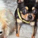 似た病気を持つ2匹の保護犬→病院に通っていたら、動物看護士が…素敵すぎる『涙が止まらない展開』に反響「私まで嬉しい…」「泣けた」と感動(ブログ)