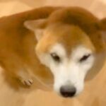 息子の付き添い入院で３日ぶりに帰宅→普段は呼んでも来ない犬が…思わずニヤけてしまう『まさかのお出迎え』に反響「喜びがｗ」「全員可愛い」(ブログ)