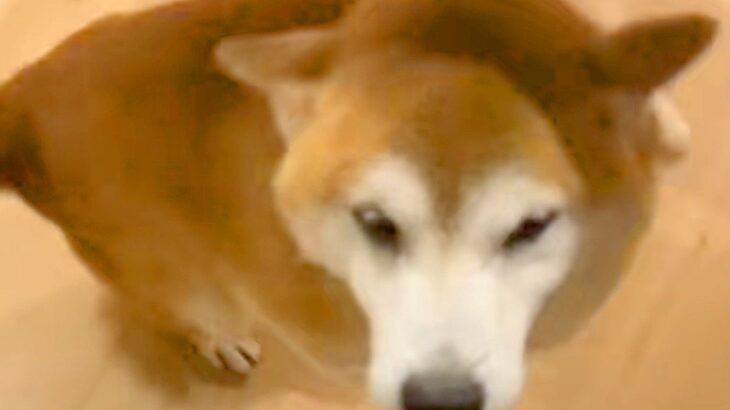 息子の付き添い入院で３日ぶりに帰宅→普段は呼んでも来ない犬が…思わずニヤけてしまう『まさかのお出迎え』に反響「喜びがｗ」「全員可愛い」(ブログ)