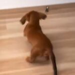 赤ちゃんの時、獣医から『足が大きいから7キロを超える』と言われたワンコ…小型犬と思えない『成長』が28万再生「元気なら良し」「お顔最高」(ブログ)