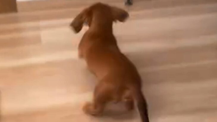 赤ちゃんの時、獣医から『足が大きいから7キロを超える』と言われたワンコ…小型犬と思えない『成長』が28万再生「元気なら良し」「お顔最高」(ブログ)