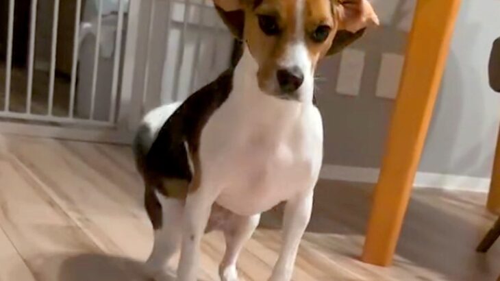 ご飯前、犬に『待て』をさせた結果→我慢できなくて…全く待てていない『まさかの動き方』が12万再生「クセ凄すぎるｗｗ」「何回見ても笑う」(ブログ)