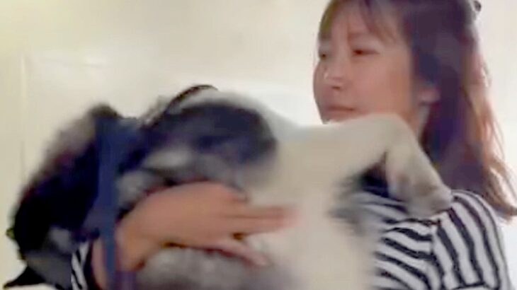 朝、大型犬とお散歩→家から『たった徒歩３分の場所』で…思っていたのと違う『まさかの行動』に反響「大きい赤ちゃんｗ」「甘えん坊さん」(ブログ)