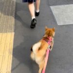 朝の散歩が嫌いな犬→偶然『通学途中の娘と遭遇した』結果…家族愛を感じる『想定外の行動』が95万再生「尊い…」「学校行きたくなくなる」(ブログ)