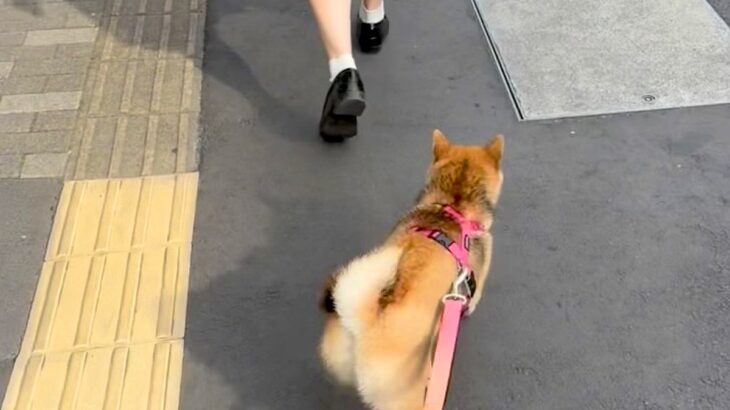 朝の散歩が嫌いな犬→偶然『通学途中の娘と遭遇した』結果…家族愛を感じる『想定外の行動』が95万再生「尊い…」「学校行きたくなくなる」(ブログ)
