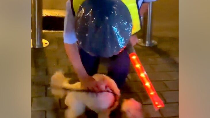 夜、散歩中に『大好きな警備員のおじさん』を発見した2匹の犬…相思相愛な『心温まる光景』が10万再生「涙出る」「犬は心の優しい人がわかる」(ブログ)