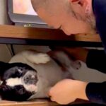 テレビ台の中に隠れた犬→父が外に出そうとすると…まるで『産まれたての赤ちゃん』のような光景が22万再生「産婆さんｗ」「なんて可愛いの」(ブログ)