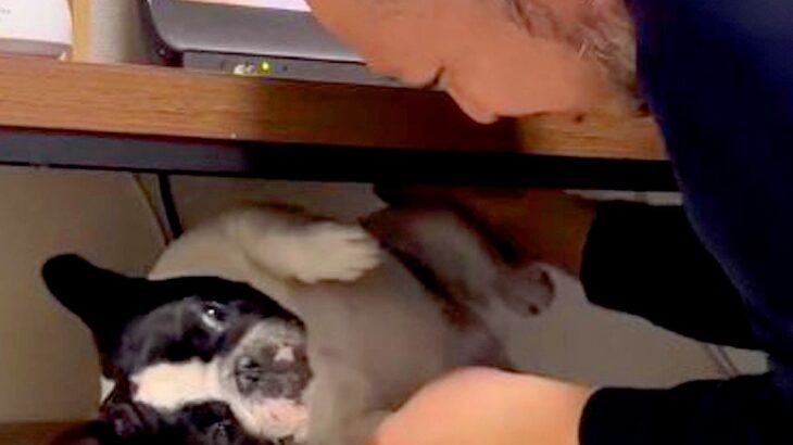 テレビ台の中に隠れた犬→父が外に出そうとすると…まるで『産まれたての赤ちゃん』のような光景が22万再生「産婆さんｗ」「なんて可愛いの」(ブログ)