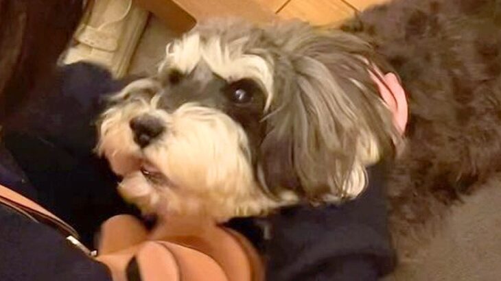 『犬が１歳の頃まで一緒だった元同居人』と再会した結果…思った以上だった『感動の光景』に23万再生「気持ち伝わってくる」「勢い凄いｗ」(ブログ)