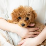 小型犬の飼い主が共感する『あるある』4選　愛犬がやりがちな行動や飼い方の注意点とは？(ブログ)