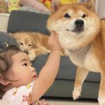 爪切りが苦手な犬→頑張っているのを見た１歳の女の子が、手を伸ばして…ずっと見ていたい『励ましてあげる光景』が21万再生「優しくて賢い」(ブログ)