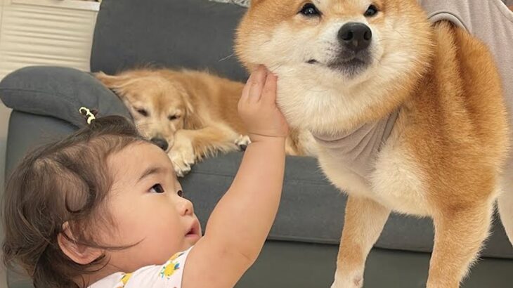 爪切りが苦手な犬→頑張っているのを見た１歳の女の子が、手を伸ばして…ずっと見ていたい『励ましてあげる光景』が21万再生「優しくて賢い」(ブログ)