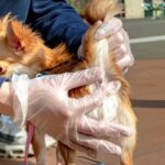 犬の『肛門腺絞り』絶対やってはいけないタブー行為4選　間違ったお手入れや正しいやり方とは？(ブログ)
