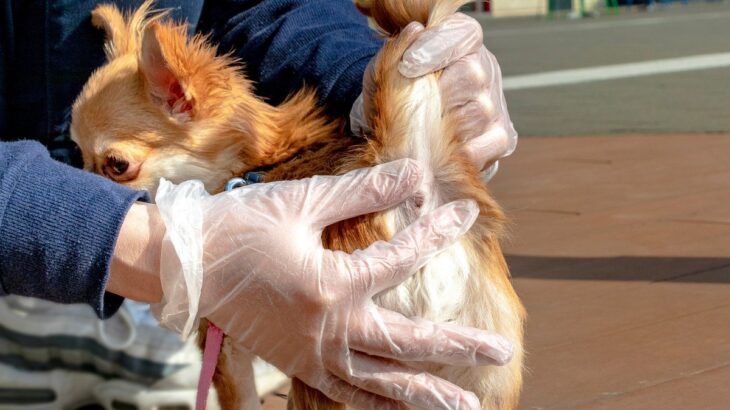 犬の『肛門腺絞り』絶対やってはいけないタブー行為4選　間違ったお手入れや正しいやり方とは？(ブログ)