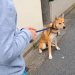 しぶしぶ散歩に行く犬→途中で『ランニング中のお母さん』に会った結果…わかりやす過ぎる『まさかの態度』に反響「めちゃ可愛い」「嬉しそう」(ブログ)