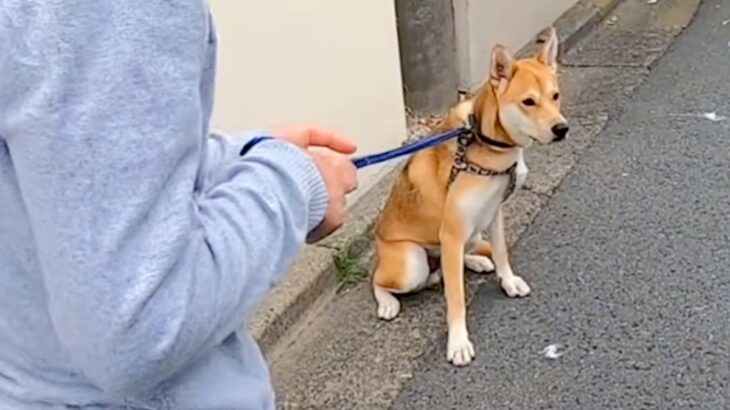 しぶしぶ散歩に行く犬→途中で『ランニング中のお母さん』に会った結果…わかりやす過ぎる『まさかの態度』に反響「めちゃ可愛い」「嬉しそう」(ブログ)