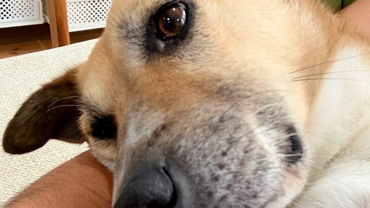 朝、いつもと違う行動をする犬→心配で病院へ行ってみたら…宣告された『まさかの病名』に2万いいね集まる「重症ですね…」「うちもですｗ」(ブログ)