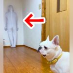 『全身タイツで壁になりきったら、犬は気づくのか』検証した結果…愛おしすぎる『予想外の展開』に反響「移動してるの爆笑したｗｗ」「最高」(ブログ)