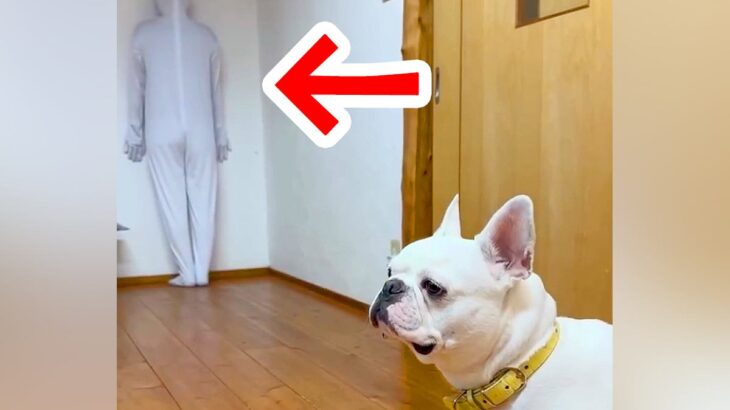 『全身タイツで壁になりきったら、犬は気づくのか』検証した結果…愛おしすぎる『予想外の展開』に反響「移動してるの爆笑したｗｗ」「最高」(ブログ)