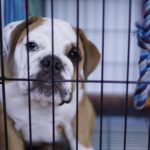 『犬用ケージ』の上手な使い方3つ　愛犬にとっての必要性から注意すべきポイントまで(ブログ)