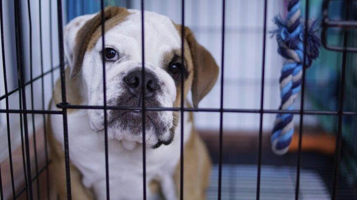 『犬用ケージ』の上手な使い方3つ　愛犬にとっての必要性から注意すべきポイントまで(ブログ)