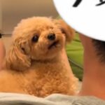 お父さんが犬に『ただいま』と言った結果→ずっと見ていたい『あまりにも尊い光景』が37万再生「可愛すぎてヤバイ」「疲れ吹っ飛んだ」(ブログ)