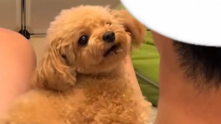 お父さんが犬に『ただいま』と言った結果→ずっと見ていたい『あまりにも尊い光景』が37万再生「可愛すぎてヤバイ」「疲れ吹っ飛んだ」(ブログ)