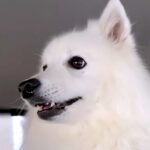 パパを『病院まで車でお迎えに行った』結果、一緒に乗っていた犬が…あからさま過ぎる『態度の違い』に反響「可愛い」「LOVEが滲み出てるｗ」(ブログ)