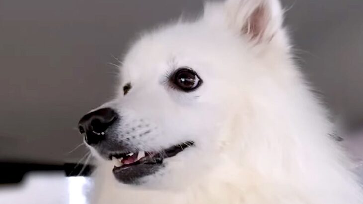 パパを『病院まで車でお迎えに行った』結果、一緒に乗っていた犬が…あからさま過ぎる『態度の違い』に反響「可愛い」「LOVEが滲み出てるｗ」(ブログ)