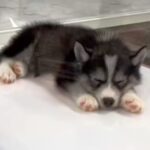 一目惚れした『小さな赤ちゃん犬』を飼った結果…1年後→想像と違う『衝撃のビフォーアフター』が115万再生「顔が…」「愛されてる」と反響(ブログ)