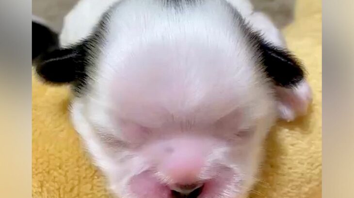 『誰が想像できた？』スヌーピーカラーの赤ちゃん犬→予想できなかった『まさかの成長過程』に1万いいね「全部可愛い」「2度美味しい」と絶賛(ブログ)