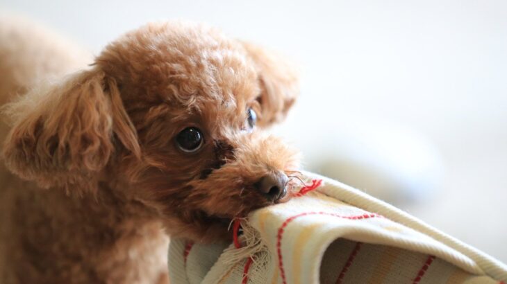 『イタズラがバレた犬』が見せる行動５つ　やってはいけないNG対応から正しいしつけ方まで(ブログ)