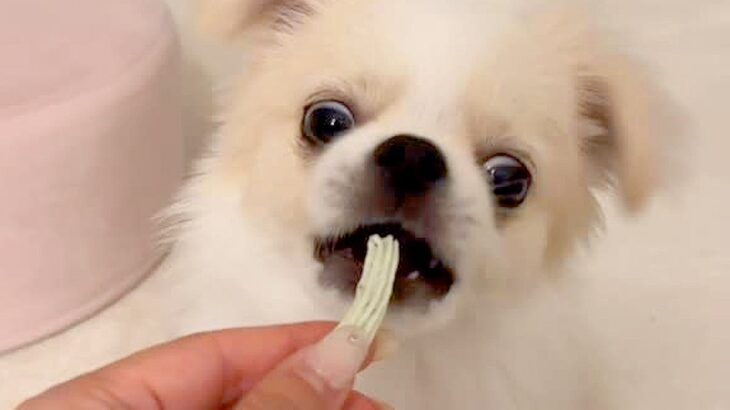 『初めての歯磨きガム』を怖がる赤ちゃん犬→兄犬がお手本を見せて…思っていたのと違う『まさかの展開』が15万再生「指ｗｗ」「愛おしすぎる」(ブログ)