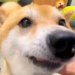 犬がいる職場で『退勤したスタッフ』が帰ってきたら…想定外の展開で見せた『熱烈大歓迎』が10万再生「大好きなんだ」「かわいい」と絶賛(ブログ)