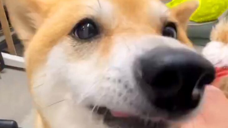 犬がいる職場で『退勤したスタッフ』が帰ってきたら…想定外の展開で見せた『熱烈大歓迎』が10万再生「大好きなんだ」「かわいい」と絶賛(ブログ)