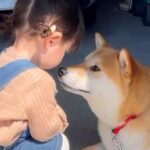 おばあちゃんに『孫への近寄り禁止令』を出されていた犬→初めて触れ合った結果…まさかの『尊すぎる光景』に反響「めちゃ優しい」「もう解禁」(ブログ)