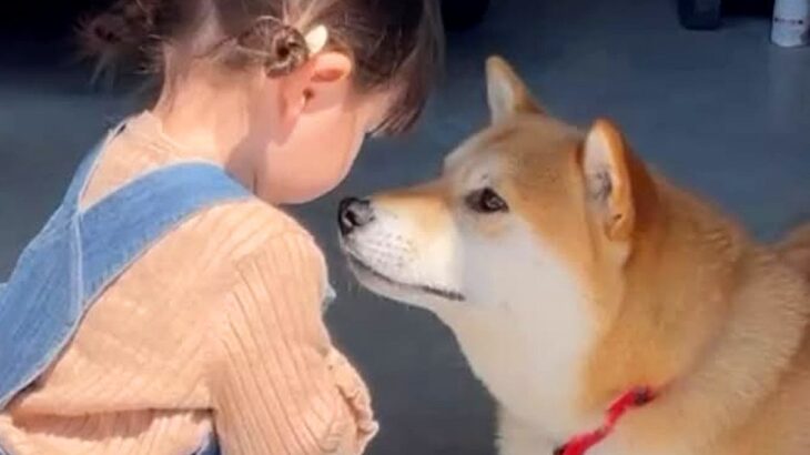 おばあちゃんに『孫への近寄り禁止令』を出されていた犬→初めて触れ合った結果…まさかの『尊すぎる光景』に反響「めちゃ優しい」「もう解禁」(ブログ)