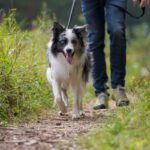 犬の『欲求不満』を解消させる方法3つ　放置すると危険な理由から日常ケアのコツまで(ブログ)