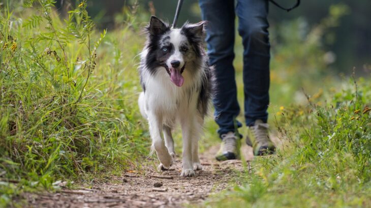 犬の『欲求不満』を解消させる方法3つ　放置すると危険な理由から日常ケアのコツまで(ブログ)