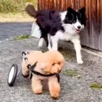 『車椅子の犬』が外出→心配した別のワンコが…思わず泣けてくる『感動的な光景』が70万再生「愛情の深さがすごい」「優しさを感じて涙」と反響(ブログ)