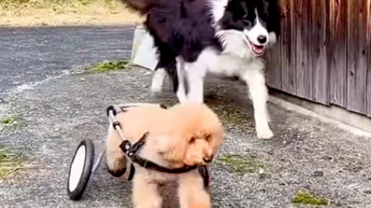 『車椅子の犬』が外出→心配した別のワンコが…思わず泣けてくる『感動的な光景』が70万再生「愛情の深さがすごい」「優しさを感じて涙」と反響(ブログ)