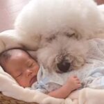 男の子が『赤ちゃんの頃から大型犬たちと過ごした』結果→6年後…素敵すぎる成長記録が66万再生「微笑ましい」「見てるだけで幸せになる」(ブログ)