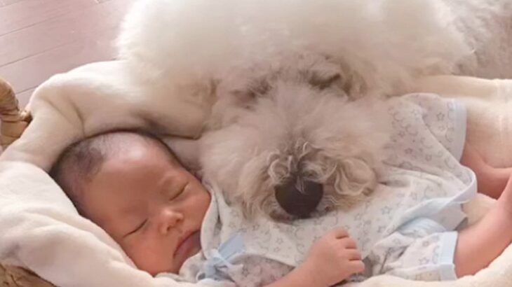 男の子が『赤ちゃんの頃から大型犬たちと過ごした』結果→6年後…素敵すぎる成長記録が66万再生「微笑ましい」「見てるだけで幸せになる」(ブログ)