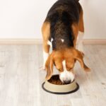 犬に絶対NGな『ごはんの食べ方』５選　今すぐ改善させるべき行動や負担をかけない与え方まで(ブログ)