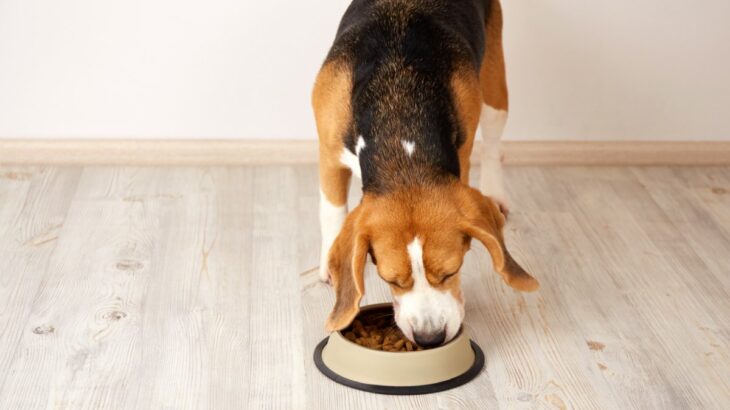 犬に絶対NGな『ごはんの食べ方』５選　今すぐ改善させるべき行動や負担をかけない与え方まで(ブログ)