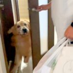 パパが出張へ行き、悲しみに暮れる大型犬→1週間ぶりの再会を果たして…大号泣してしまう光景が1010万再生「私も泣いた…」「平和すぎる」(ブログ)