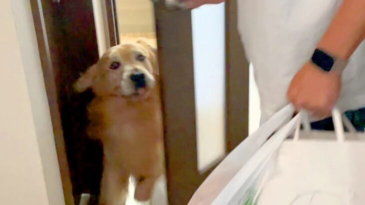 パパが出張へ行き、悲しみに暮れる大型犬→1週間ぶりの再会を果たして…大号泣してしまう光景が1010万再生「私も泣いた…」「平和すぎる」(ブログ)