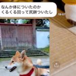 家族から『犬が動かない』とLINE→日が落ちていたので、迎えに行った瞬間…予想と違う『まさかの光景』に爆笑の声「作戦だったのではｗ」(ブログ)