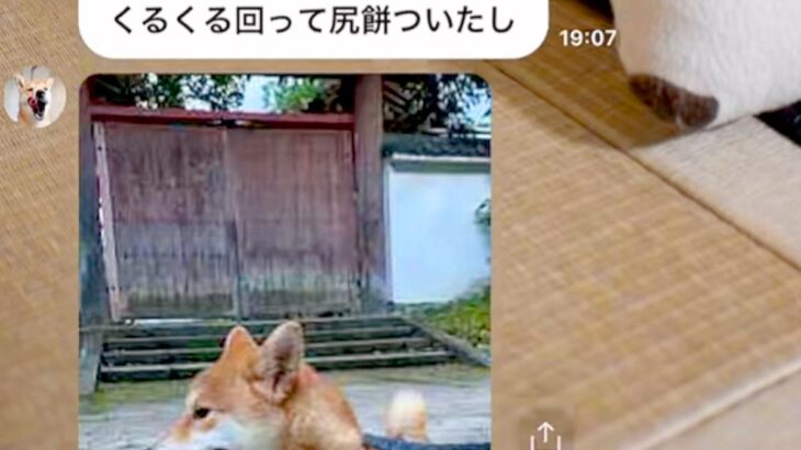 家族から『犬が動かない』とLINE→日が落ちていたので、迎えに行った瞬間…予想と違う『まさかの光景』に爆笑の声「作戦だったのではｗ」(ブログ)