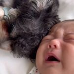 お昼寝中に赤ちゃんが大泣き→すぐ隣で寝ていた犬が…まさかの『寝かしつけ方』が尊いと話題　仲睦まじい様子に思わずほっこり(ブログ)